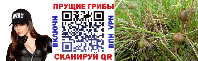 Псилоцибиновые грибы мухоморы  kraken зеркало  Глазов  купить наркотик 